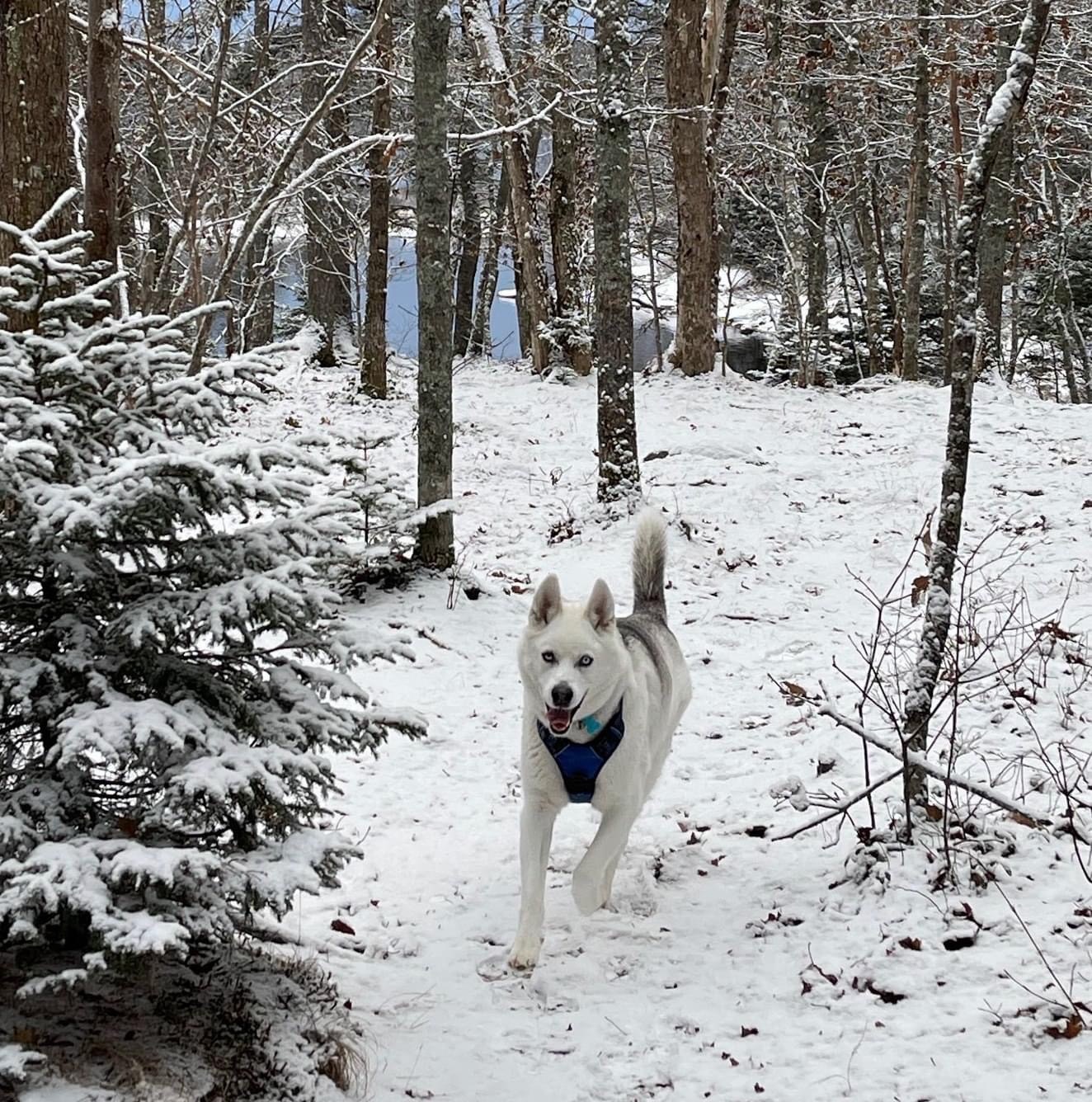 Amaruq, a white husky in a blue harness, running through a snowy forest